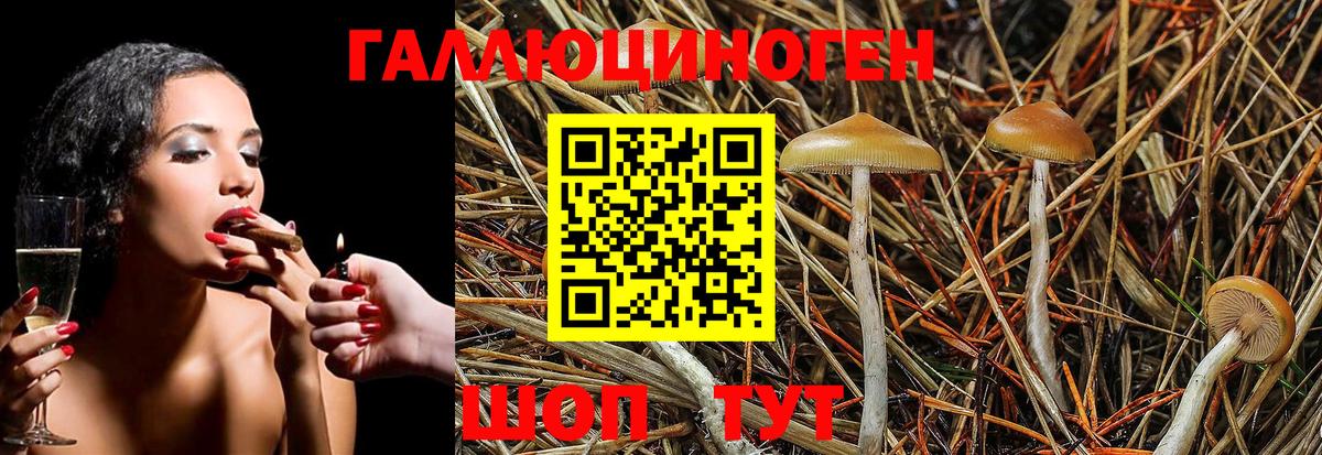 Галлюциногенные грибы Psilocybine cubensis  Вход с VPN  Радужный 